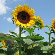 Load image into Gallery viewer, Sunflower seeds &quot;OT MARTIN&quot; 500 g
